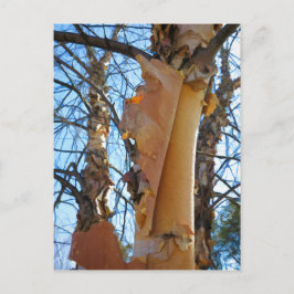 Cartão Postal Latido de desmancha da árvore de aves