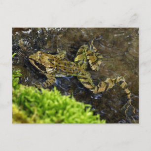 Cartão Postal Laubfrosch