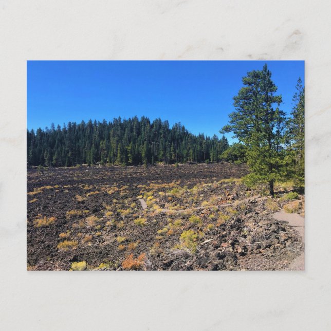 Cartão Postal Lava Cast Forest, Oregon (Frente)