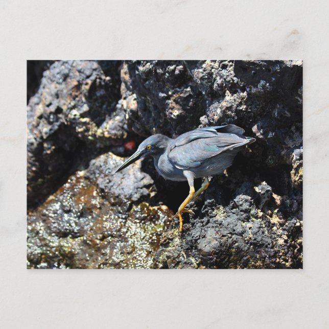 Cartão Postal Lava Heron, Ilhas Galápagos (Frente)