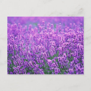 Cartão Postal Lavanda