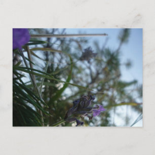 Cartão Postal lavanda