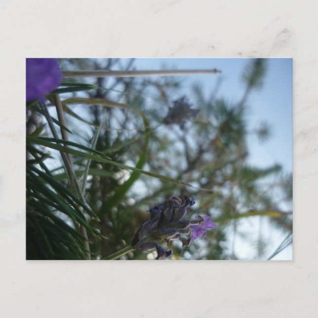 Cartão Postal lavanda (Frente)