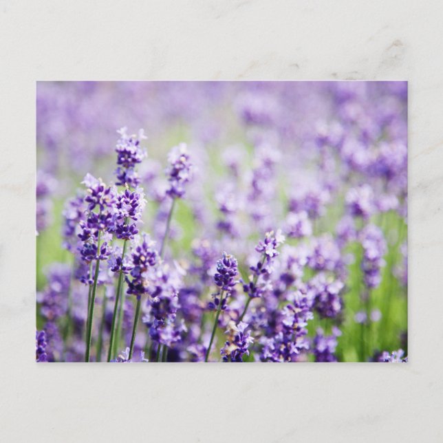 Cartão Postal Lavanda (Frente)