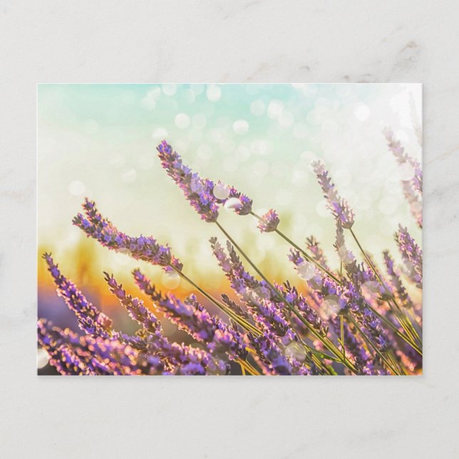 Cartão Postal Lavanda (Frente)