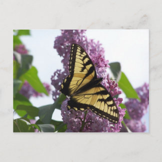 Cartão Postal Lavanda à tarde