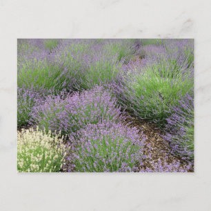 Cartão Postal Lavanda adorável
