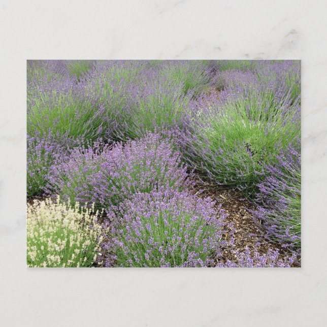 Cartão Postal Lavanda adorável (Frente)