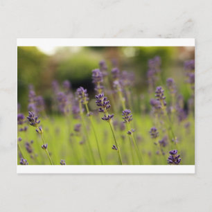 Cartão Postal lavanda azul
