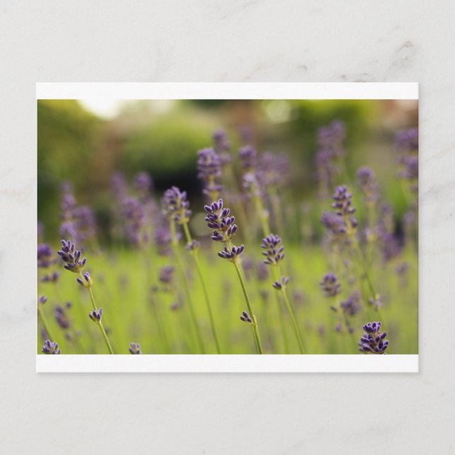 Cartão Postal lavanda azul (Frente)