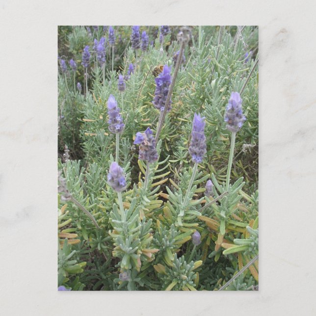 Cartão Postal lavanda azul e abelha (Frente)