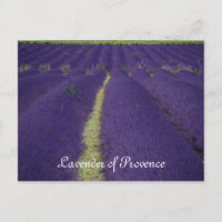Lavanda de Provença