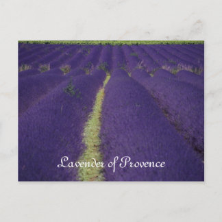 Cartão Postal Lavanda de Provença