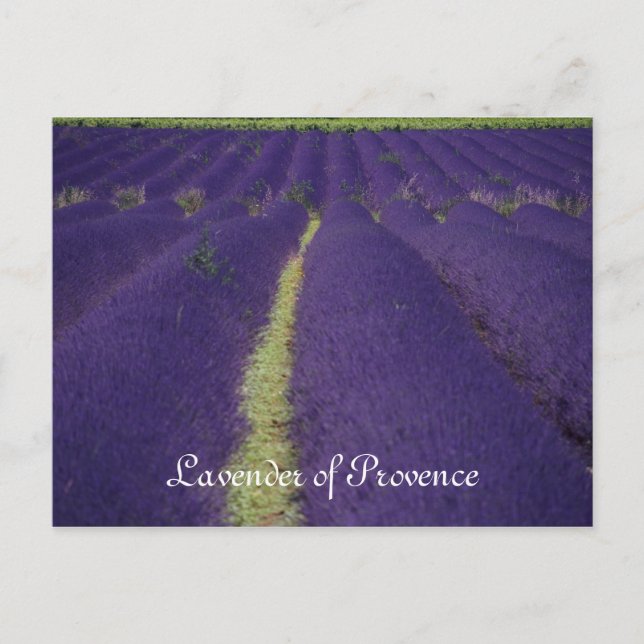Cartão Postal Lavanda de Provença (Frente)