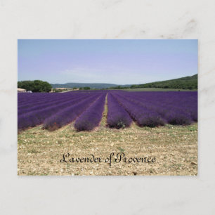 Cartão Postal Lavanda de Provença