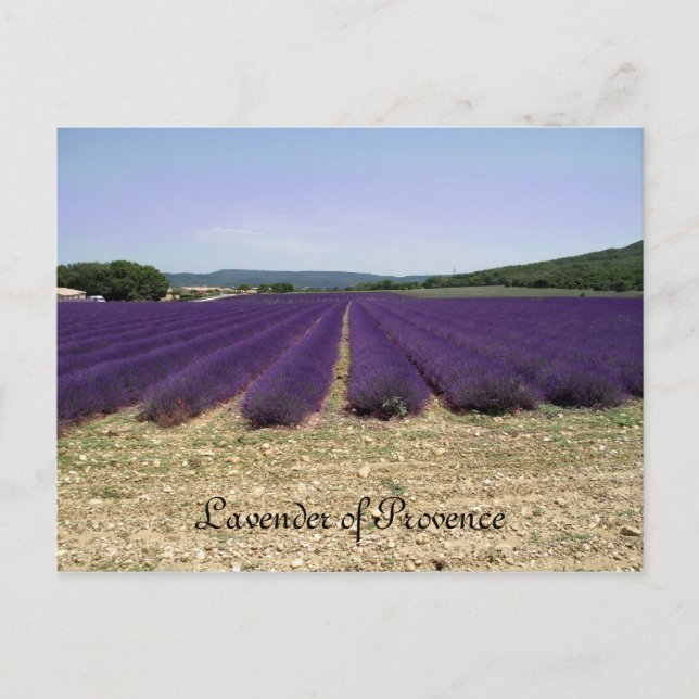 Cartão Postal Lavanda de Provença (Frente)