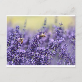 Cartão Postal Lavanda e abelhas