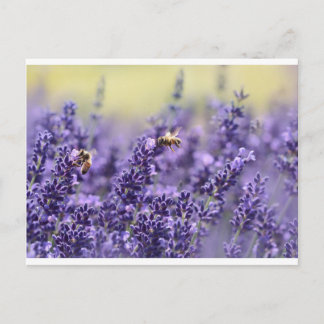 Cartão Postal Lavanda e abelhas