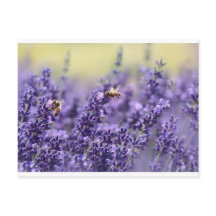 Lavanda e abelhas