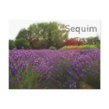 Lavanda Fields Sequim