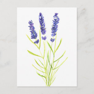 Cartão Postal Lavanda herbácea Lavanda flores aquarela