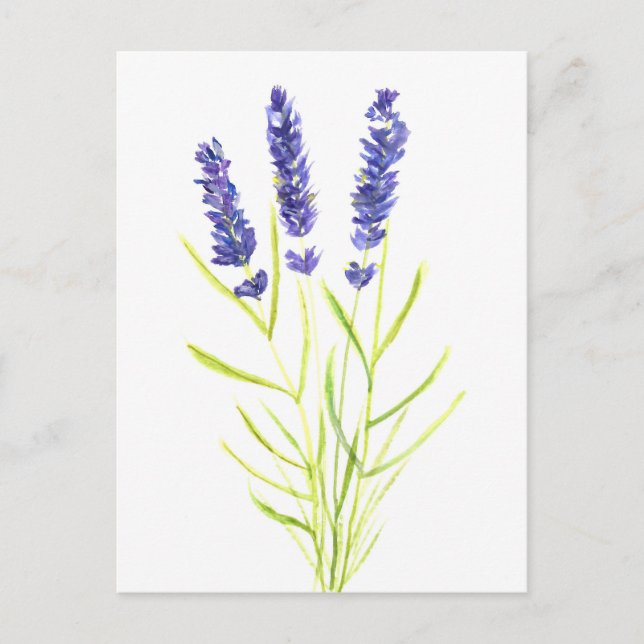 Cartão Postal Lavanda herbácea Lavanda flores aquarela (Frente)