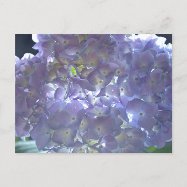 Cartão Postal Lavanda Hydrangeas (Frente)