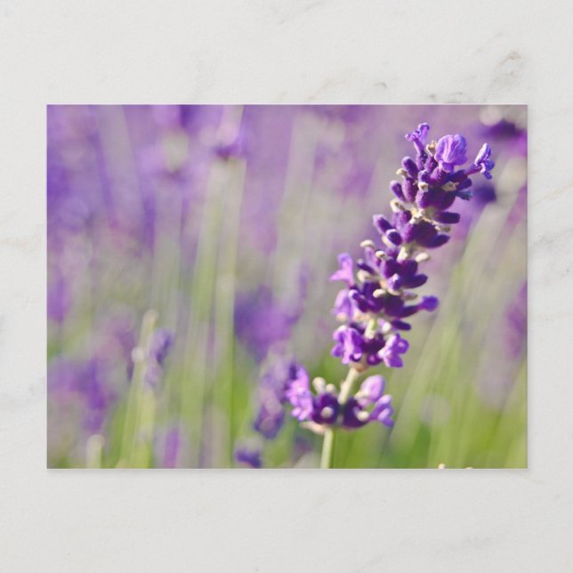 Cartão Postal Lavanda | Lavendel (Frente)