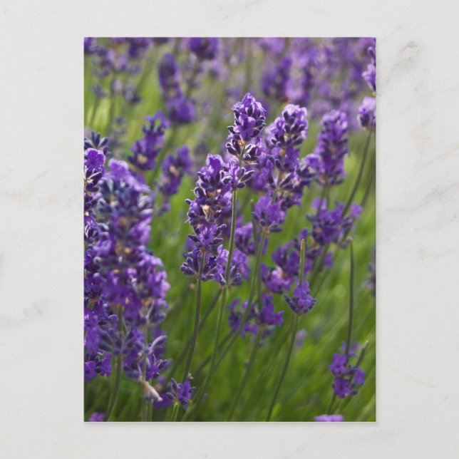 Cartão Postal Lavanda | Lavendel (Frente)
