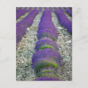 Cartão Postal Lavanda, Provença, França