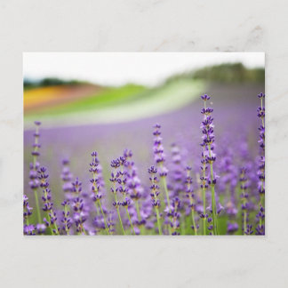 CARTÃO POSTAL LAVANDA VI