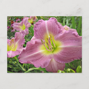 Cartão Postal Lavanda Vista Daylily