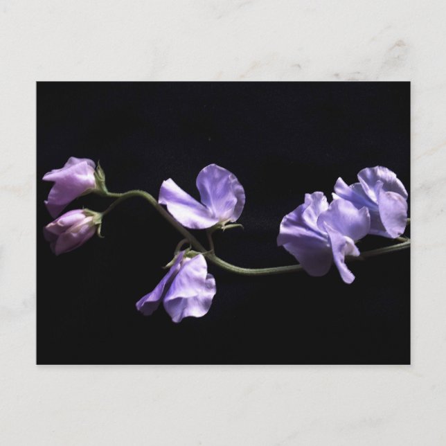 Cartão Postal lavandas (Frente)