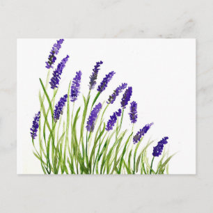 Cartão Postal Lavandas flores aquarela Purple Floral russa