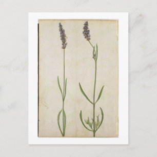 Cartão Postal Lavandula officinalis (antiga Lavanda inglesa), c.