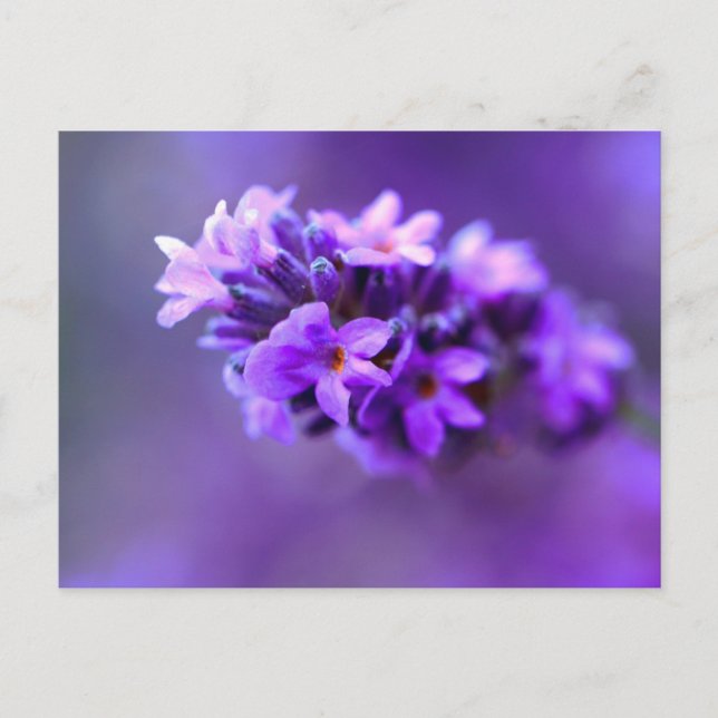 Cartão Postal Lavendar (Frente)