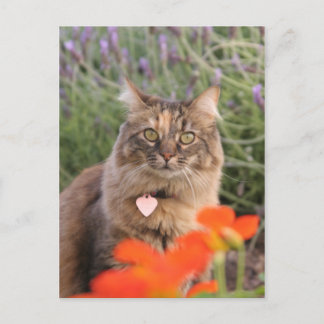 Cartão Postal Lavendar, Nasturtium e um Gato TortoisesInferno
