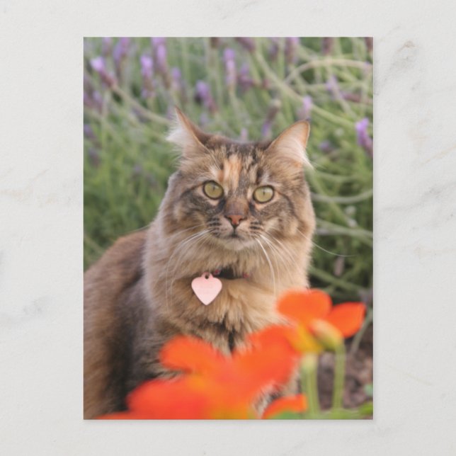 Cartão Postal Lavendar, Nasturtium e um Gato TortoisesInferno (Frente)