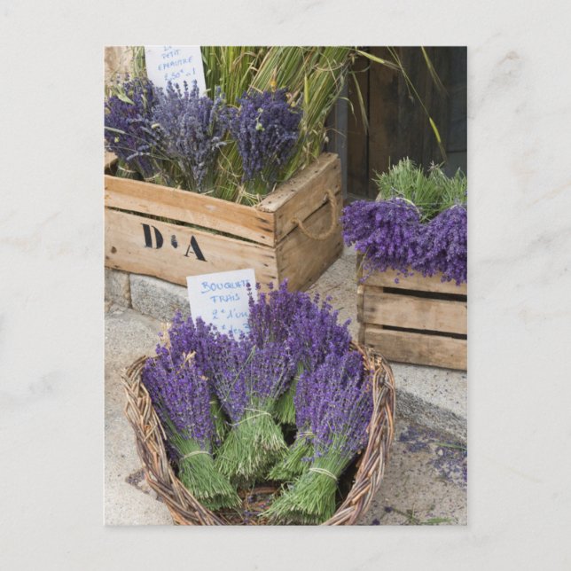 Cartão Postal Lavendar para venda, Provence, França (Frente)