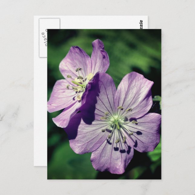 Cartão Postal Lavender Geranium Flowers Personalized (Frente/Verso)