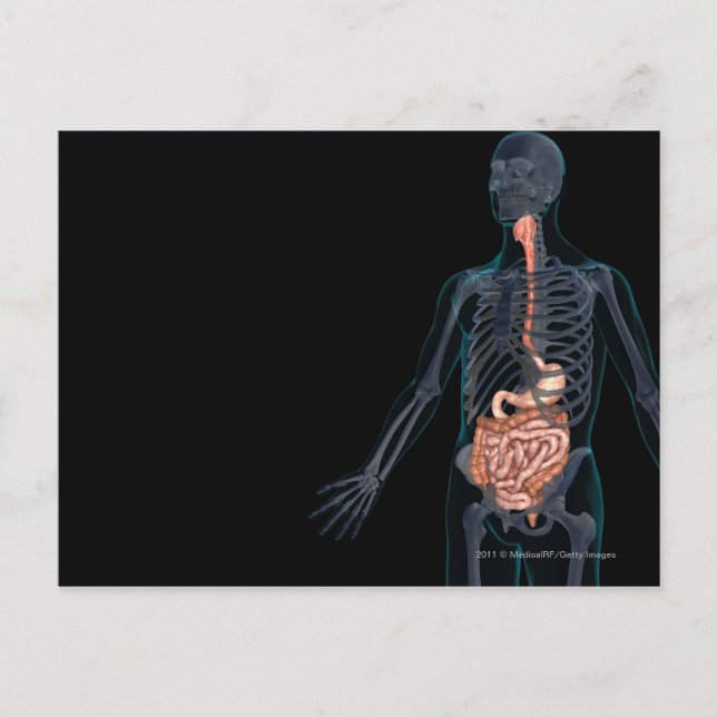 Cartão Postal Layout of the human digestive system (Frente)