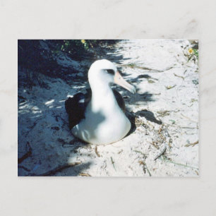 Cartão Postal Laysan Albatross