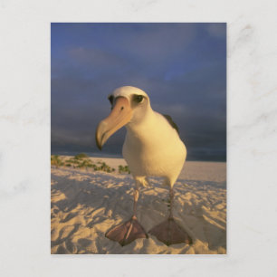 Cartão Postal Laysan Albatross, Diomedea immutabilis),