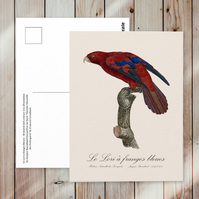 Cartão Postal Le Lori a franges bleues (Long-Tailed Red Lory, Trichoglossus borneus. Postcard)