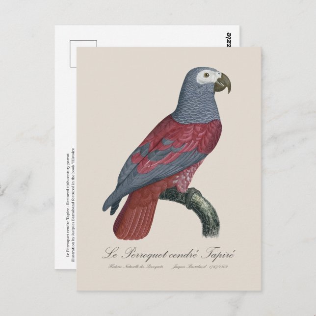 Cartão Postal Le Perroquet cendre Tapire (Frente/Verso)