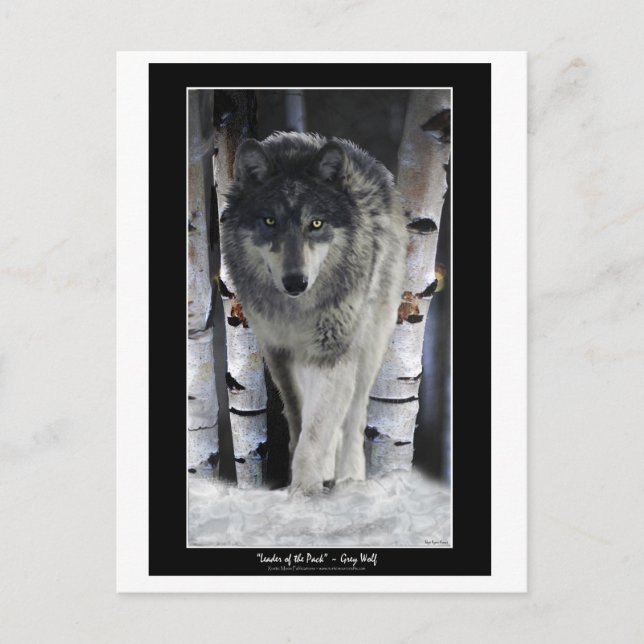 Cartão Postal LEADER OF THE PACK ~ Wolf Postcards (Frente)