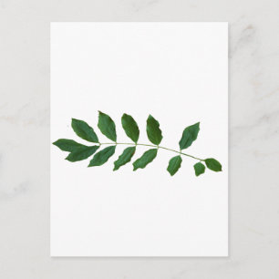 Cartão Postal Leaf Fern Nature Party Pack