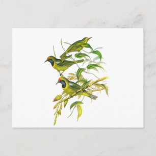 Cartão Postal Leafbird de primeira linha