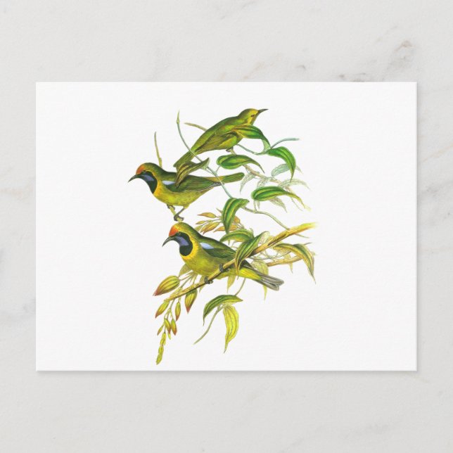 Cartão Postal Leafbird de primeira linha (Frente)