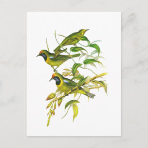Cartão Postal Leafbird de primeira linha
